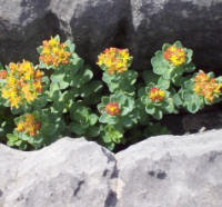 Flowers of Inismore, Aran Is Flowers of Inismore, Aran Is