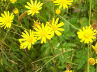 Marsh Ragwort in abundance in Kerry Marsh Ragwort in abundance in Kerry