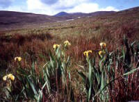 Flag Iris Achill Island, County Mayo