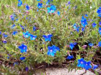 A wild flower or a garden-escape?