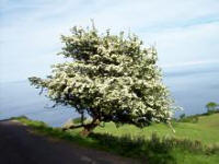 Hawthorn Tree Murlough Bay, County Antrim