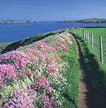 Spring Flowers on the Coast Path
