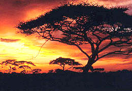 Horseback Riding Wildlife Safaris