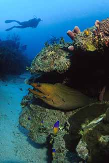 Belize diving, Long Caye at Glover's Reef.