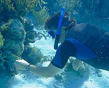Snorkeling off Long Caye, Glover's Reef.