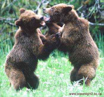 Grizzly cubs at play