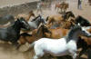 Horse Round Up
