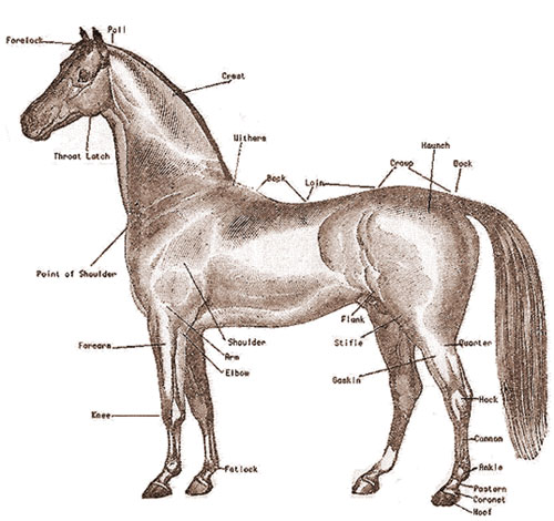 horse gaits diagram