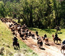 Big Belt Mountains Cattle Drive