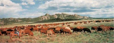 Two Creek Ranch Round Ups