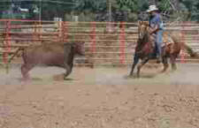 Weekly Cattle Work