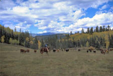 Cowboy in the Meadow