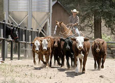 Cattle Drive Vacations