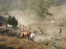 Pryor Mountains Horse Drive