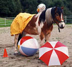 Equine Research - One Week