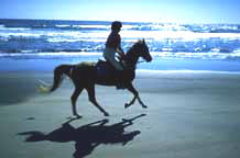 Evening Canter