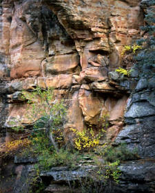 Fall colors contrasts a cliff face within Chevlon Canyon