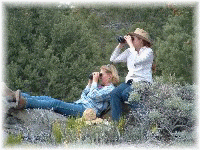 Wild Mustangs - A Living Legacy