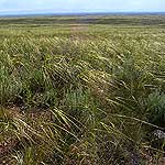 Grasslands around Great Sand Dunes