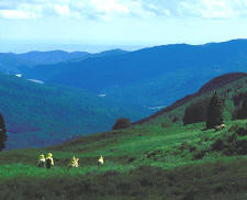 Weminuche Wilderness Pack Trip