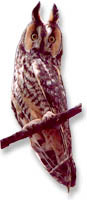 Long Eared Owl