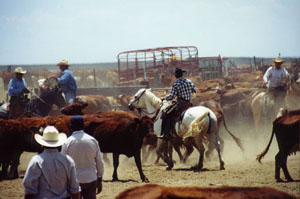 Zapata Working Ranch