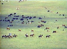 Lonesome Spur Ranch