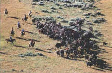 Voldseth Working Ranch