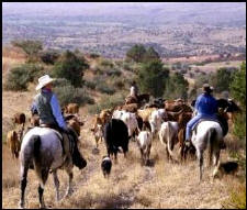 Gila Cattle Round Up