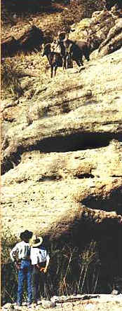 bighorn sheep