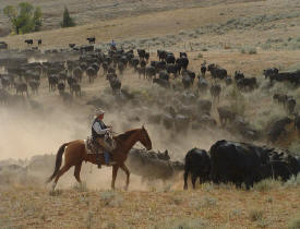 Pryor Mountains Cattle Drives
