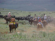 Pryor Mountains Working Ranch