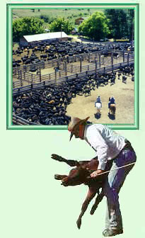 Hip Tillett of TX Ranch in Montana/Wyoming