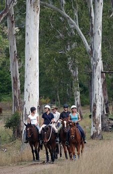 Gold Rush Trails And Beach Ride Horseback Adventures In