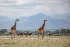 Arusha Riding Safari