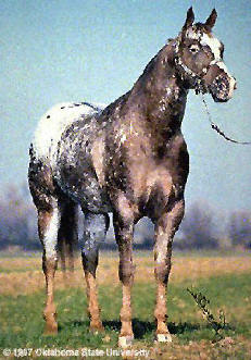 Appaloosa Horse Breed Profile